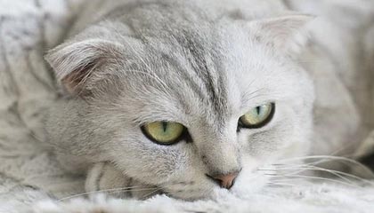 湖州2026年最新杭州高端商务伴游招聘网渠道分享(最方便真实的湖州茉莉伴游伴游天下全国联盟方法)