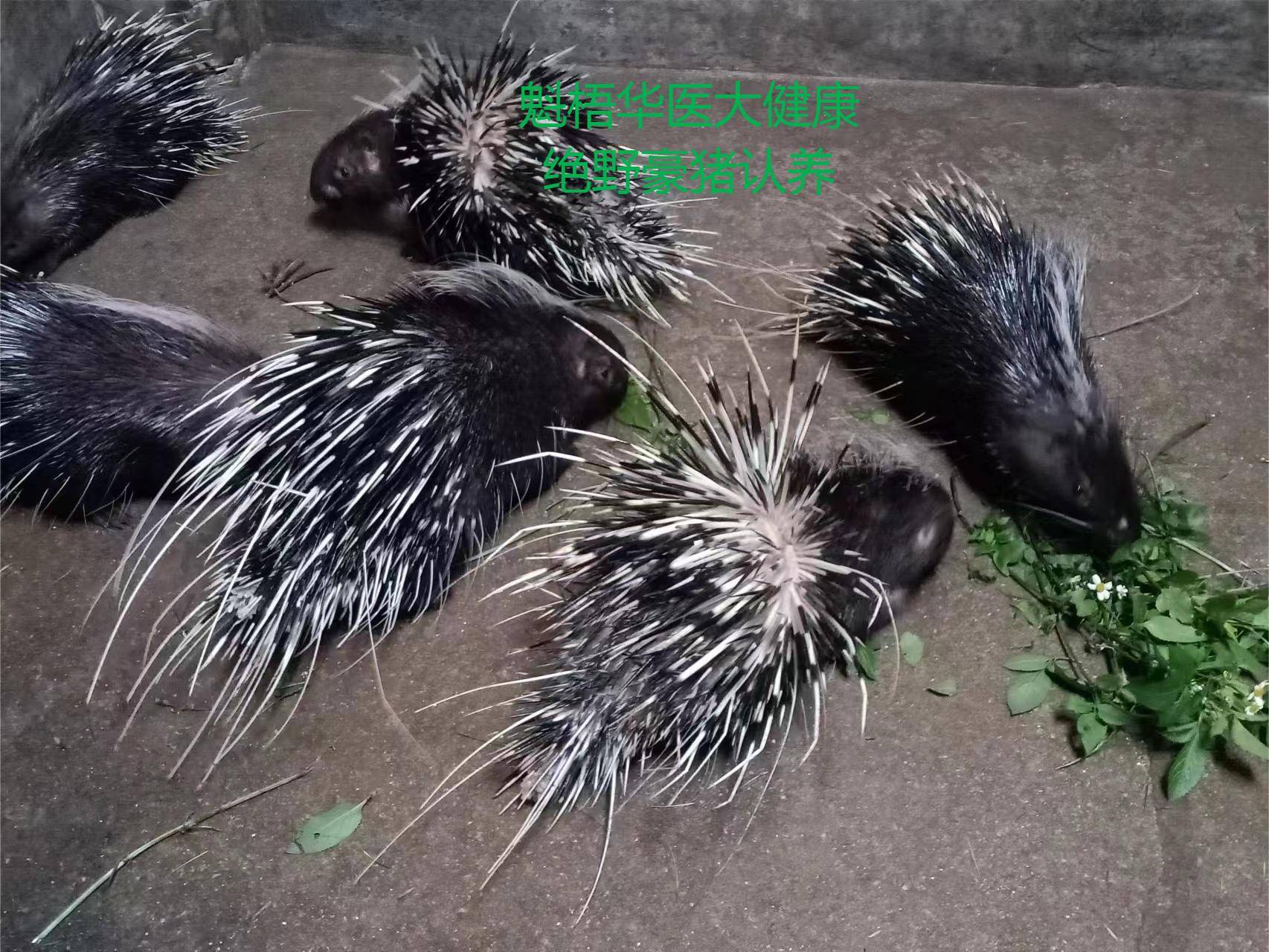 最新豪猪回收商家方法分析(最方便真实的湖州豪猪卖去什么地方方法)